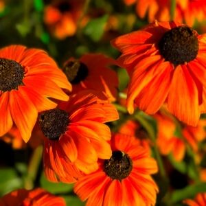 Meet your Posher, Fiorenza